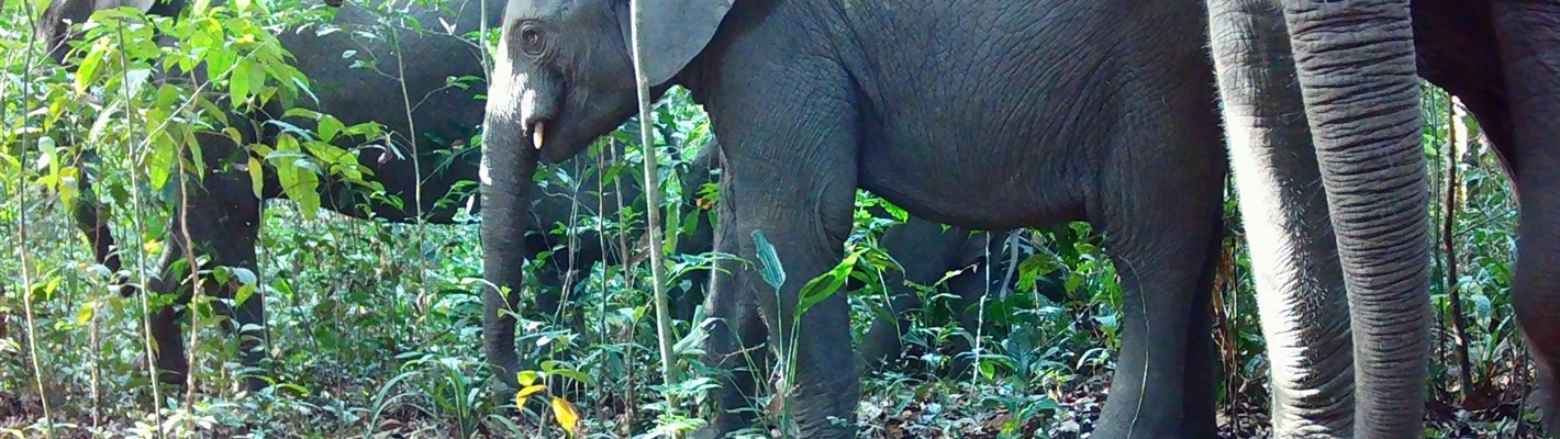 Camera trap view showing three elephants standing in forest