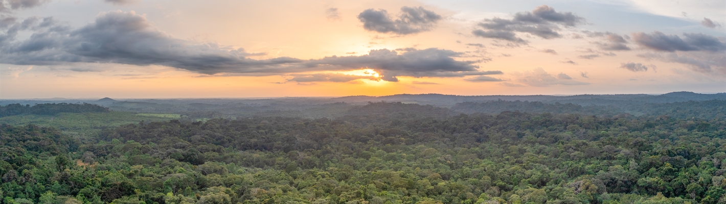 Panoramic view of rainforest from the air