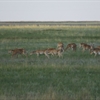 A group of Saiga Antelope © Genevieve Stephens/RSPB.