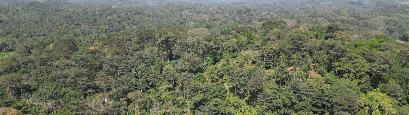 Birds, Bees, Phones &amp; Loans: The unexpected ways to protect a rainforest