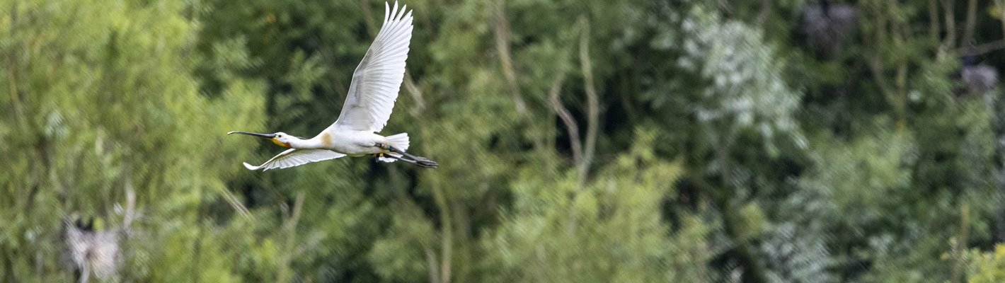 July Sightings Blog- RSPB Fairburn Ings