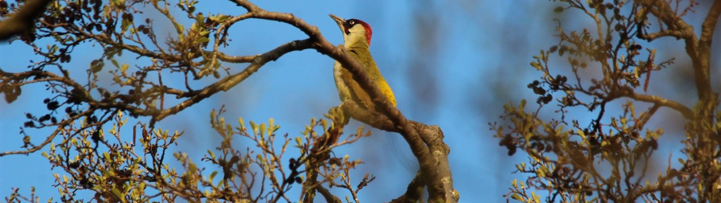 Sightings Blog- RSPB Fairburn Ings