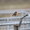 Sightings Blog- RSPB St Aidan&#39;s