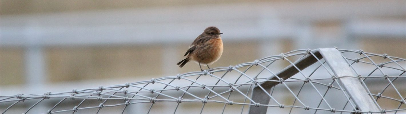 Sightings Blog- RSPB St Aidan&#39;s