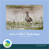 Aire Valley Sightings Blog- February 2024