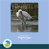 Aire Valley Sightings Blog- March 2024