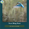 Star Species Spotlight: Kingfisher