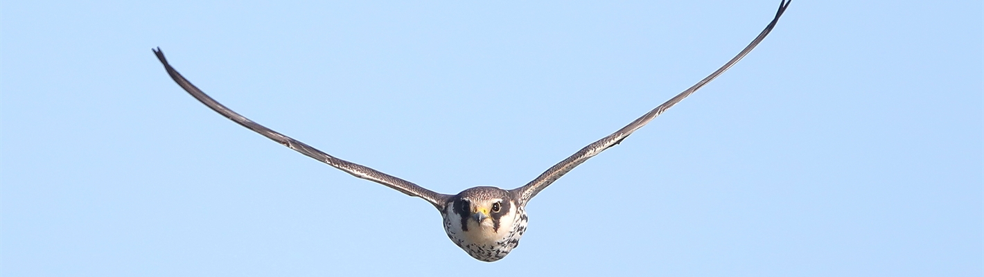 Image of a Hobby (falcon type bird) flying towards the camera with its wings raised against the background of a bright blue sky