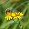 RSPB Newport Wetlands July 2024 Blog