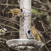 Greenfinch Galore - Recent sightings 31.01.2022