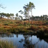 Wild Isles – Restoring heathland at Pulborough Brooks