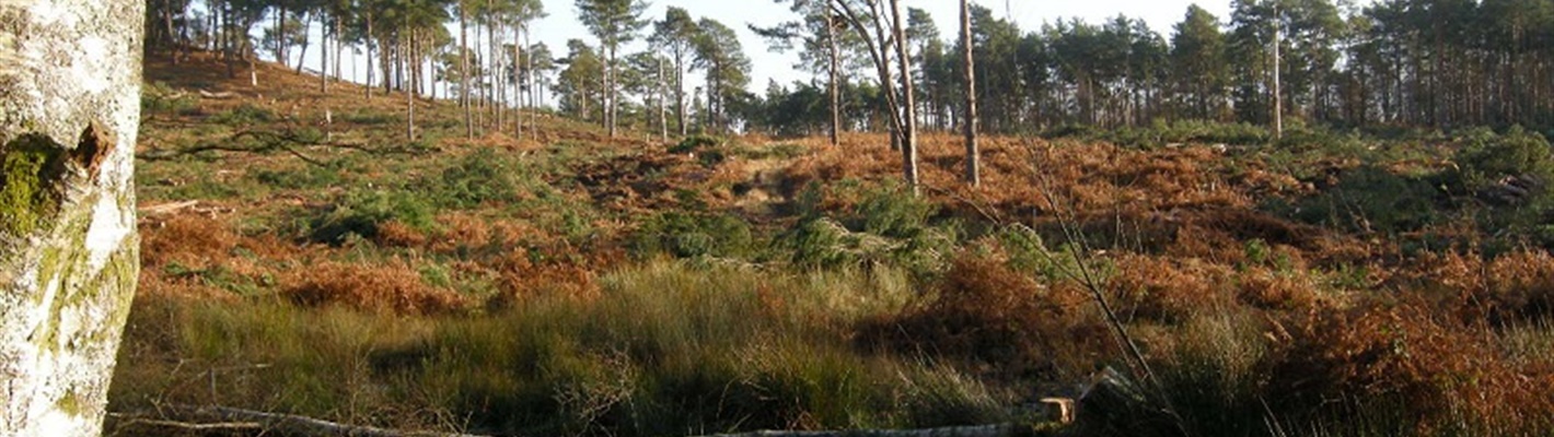 Wild Isles – Restoring heathland at Pulborough Brooks