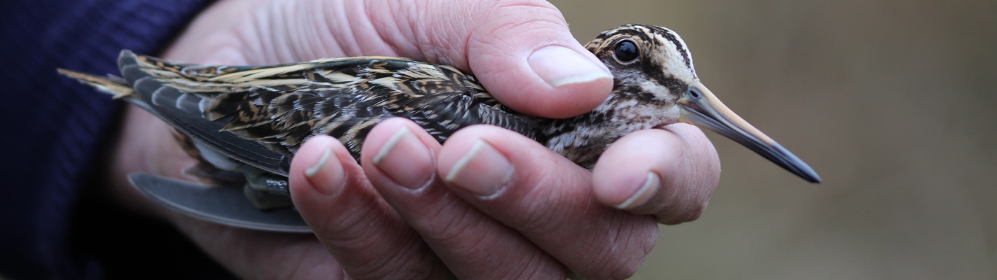 Jack Snipe in hand