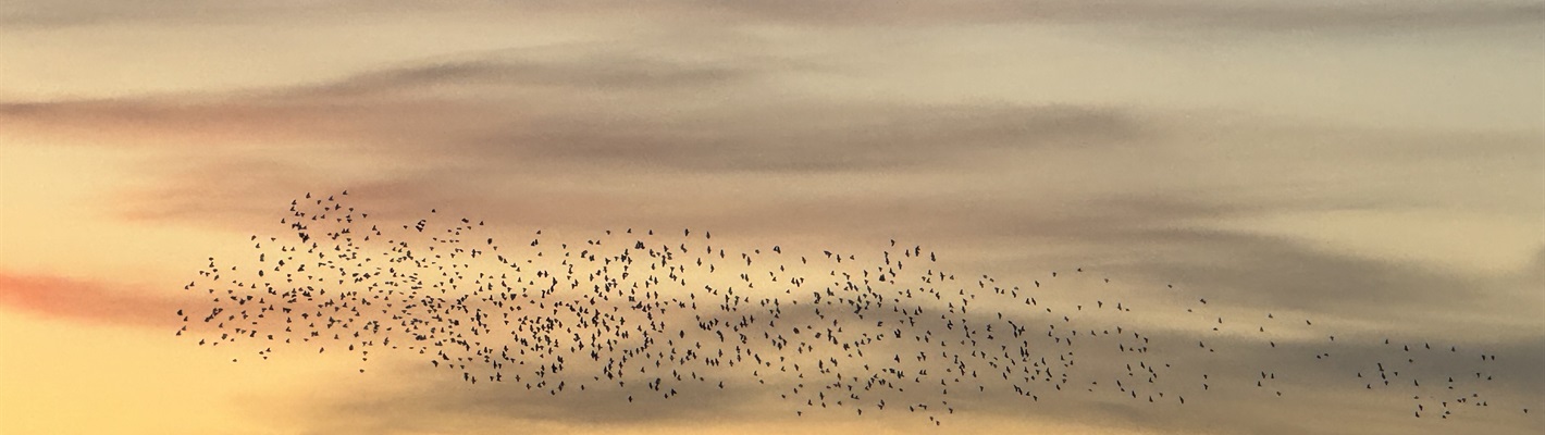 Rye Meads Sightings Blog – November