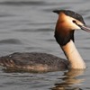 Here is a list of the wildlife sighted on Dungeness nature reserve from 14/02/23 - 25/02/23