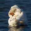 Swan aerobics