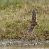 Snipe and a crow attack...