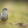 Discover Cuckoos at RSPB Arne
