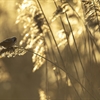 Barn Owls, Bearded Tits and Bracken