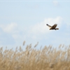 Summer at Saltholme