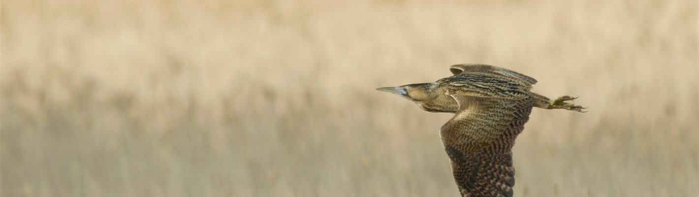 Cold and Bittern