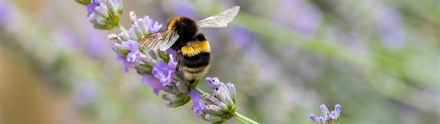 Beautiful Bees and Terrific Terns