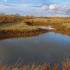 Prehistoric Plant discovered at RSPB Saltholme