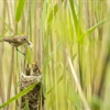 What to do if you find a Baby Bird