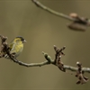 Siskins and Sparrowhawks