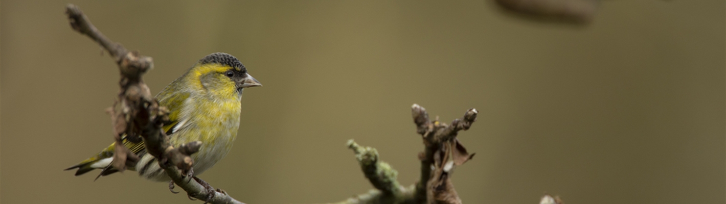 Siskins and Sparrowhawks