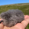 If you can’t see, listen: using bioacoustics to monitor European Storm Petrels