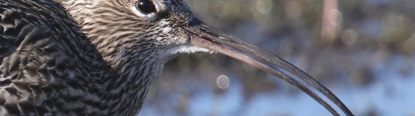 Photograph of a Curlew's head.