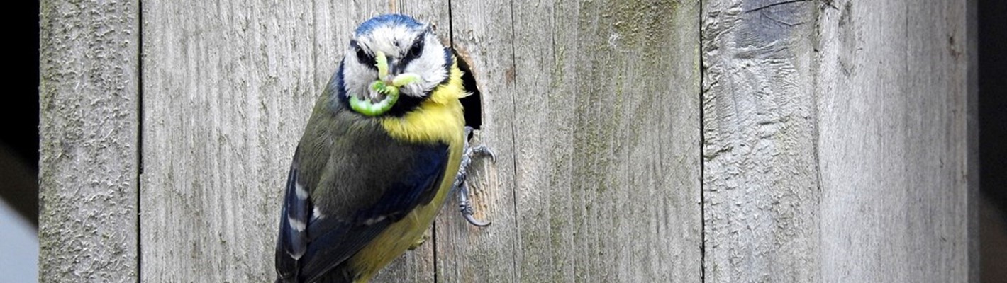 Nuts about nestboxes