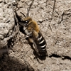 In Passing Unnoticed - Colletes succinctus: Dove Stone&#39;s most abundant bee?
