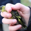 Conservation importance of bird ringing