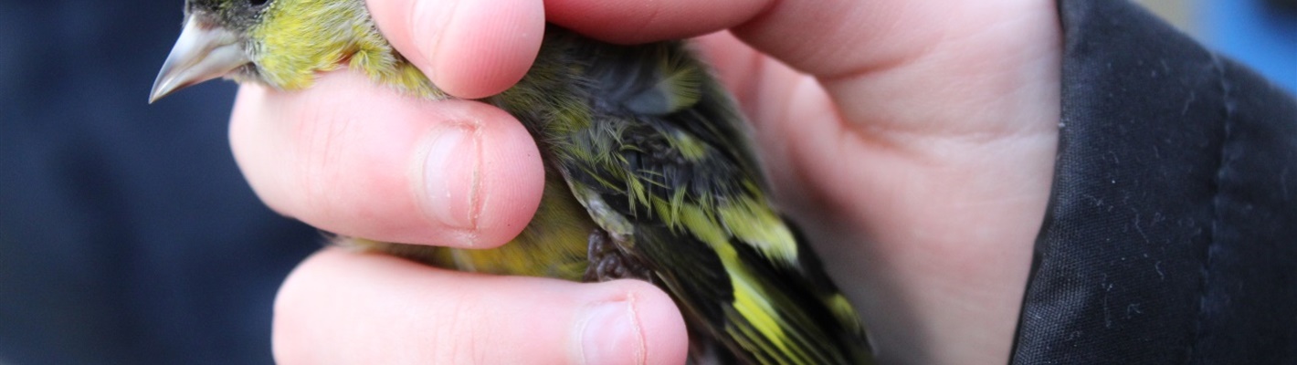 Conservation importance of bird ringing
