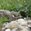 Watch your step to help protect ground-nesting stone-curlew