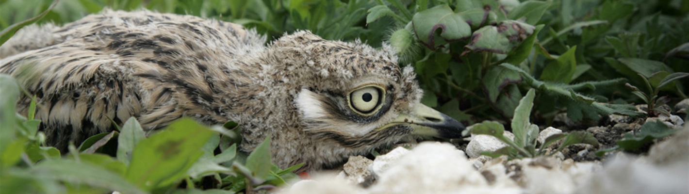 Watch your step to help protect ground-nesting stone-curlew
