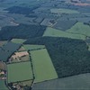 Help us stop National Grid’s shocking proposal that would damage Suffolk’s Hintlesham Woods