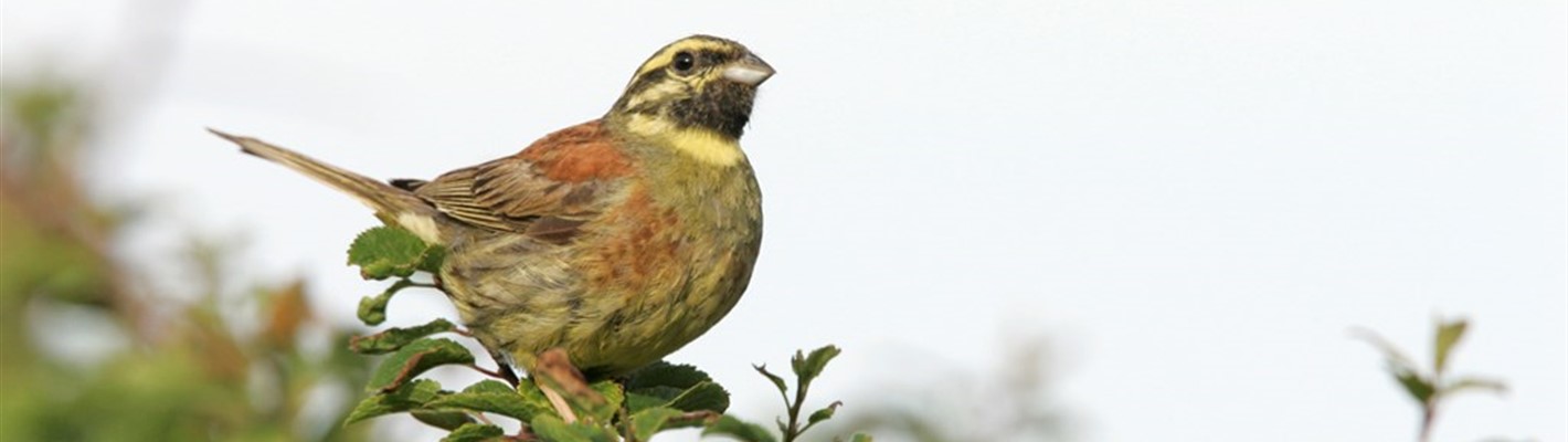 Wild Isles – Nature-Friendly Farming and Conservation Saves Devon&#39;s Cirl Buntings