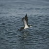 Lundy’s iconic seabirds need more protection