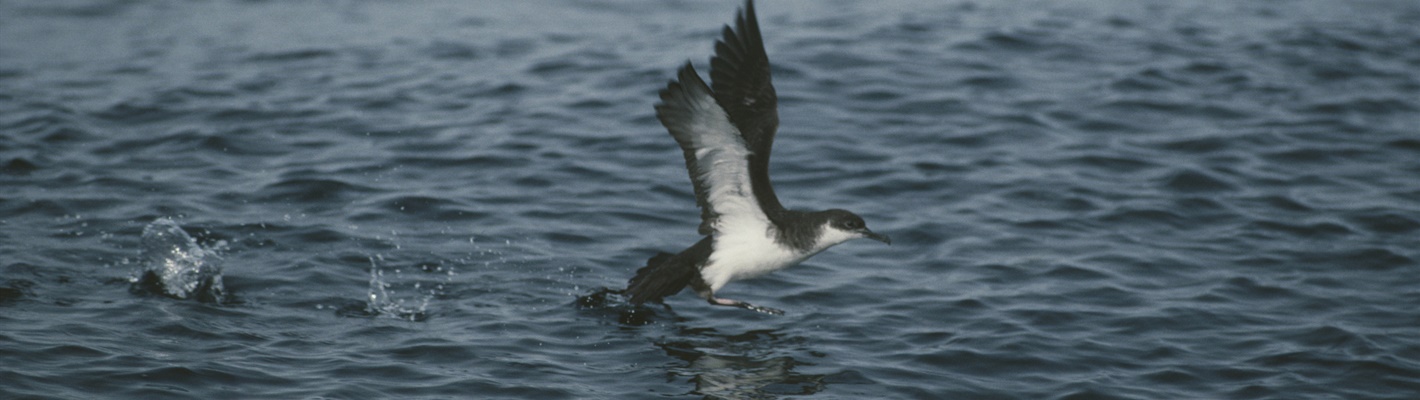 Lundy’s iconic seabirds need more protection