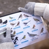 Time to get ready for your next Big Garden Birdwatch 2024