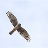 Another successful breeding season for Hen Harriers in the Forest of Bowland
