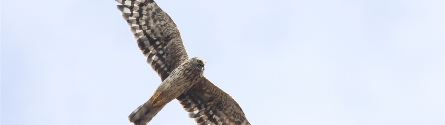 Another successful breeding season for Hen Harriers in the Forest of Bowland