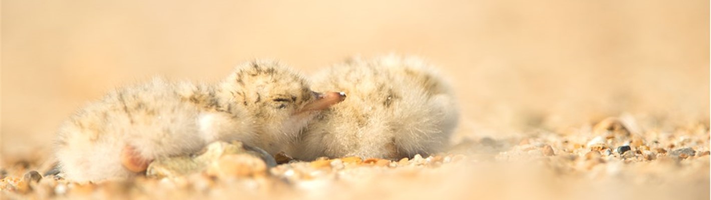 Watch your step - to help beach nesting birds