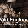Wild England: Spooktacular wildlife and where to see it this October