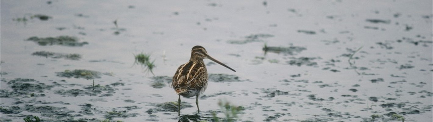 Lone Snipe walking across wetland 