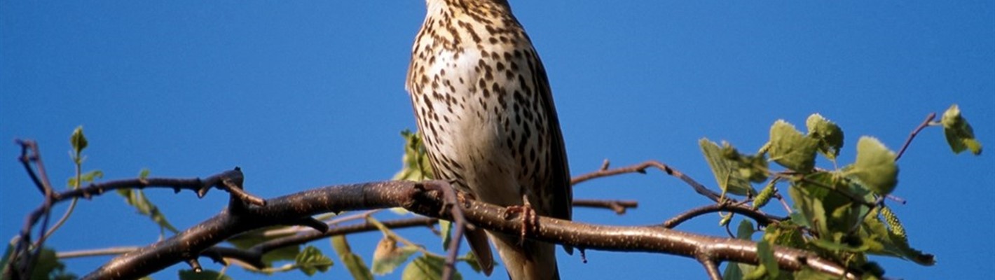 How to identify a song thrush