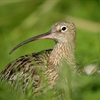 World Curlew Day – supporting curlew recovery in northern England